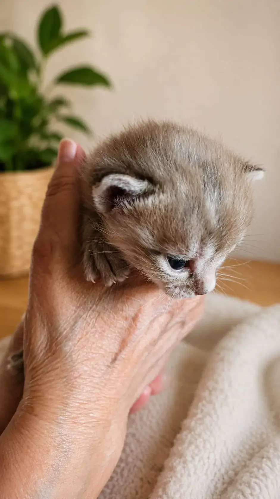Ein wenige Wochen altes Bengalkitten liegt in der Hand von Züchterin Sonja Fleißgarten