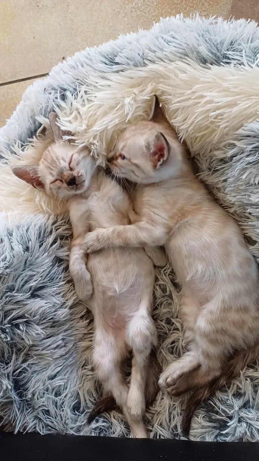 Zwei neugeborene Bengalkitten schlafen eng aneinandergeschmiegt