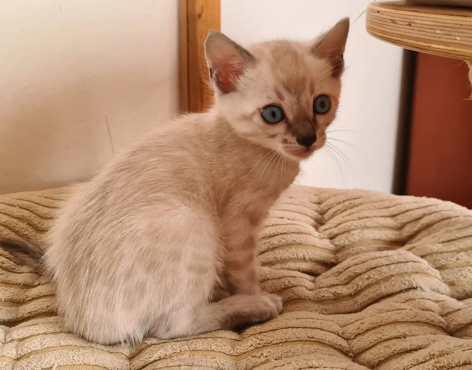 Snow-Bengalkitten liegt auf einer weichen Decke