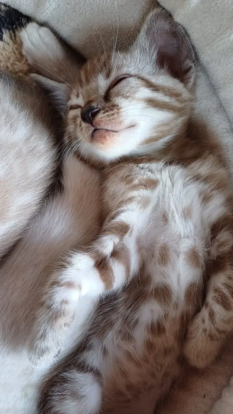Zwei Snow-Bengalkitten schlafen eng aneinandergekuschelt