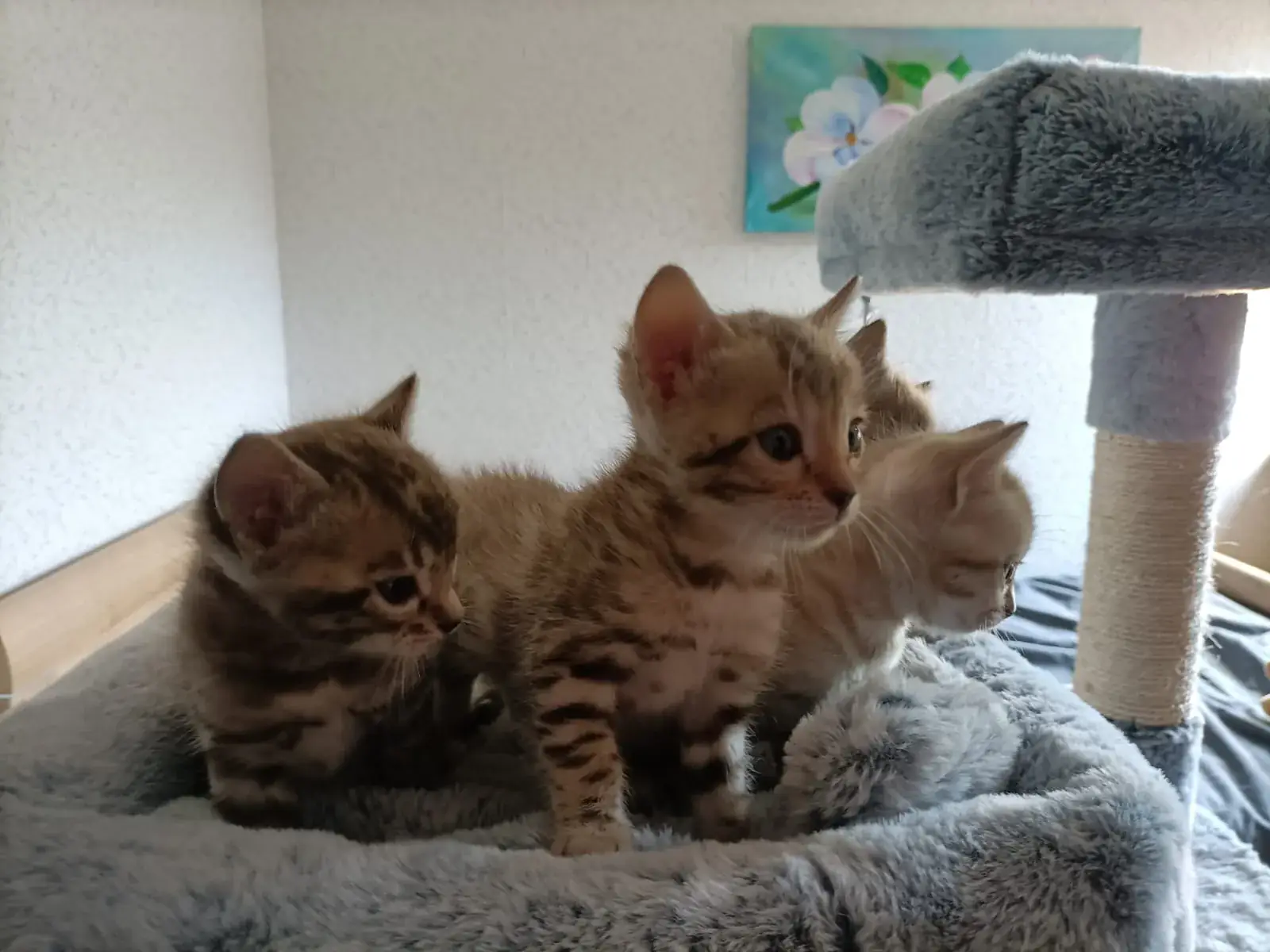 Drei Bengalkitten spielen gemeinsam auf einem Kratzbaum