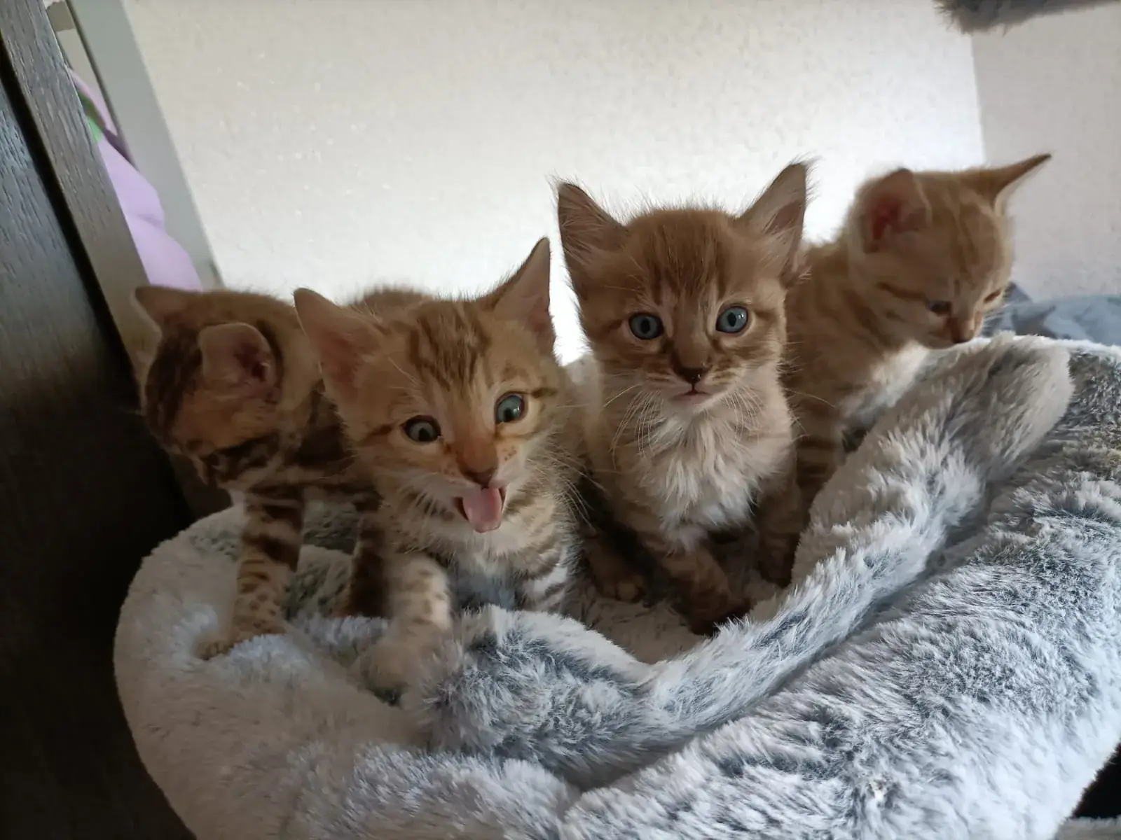 Vier Bengalkitten sitzen dicht nebeneinander auf einem grauen Kuschelbett