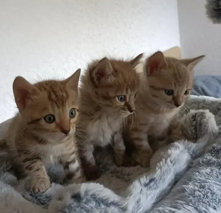 Vier braune Bengalkitten sitzen nebeneinander auf einer Kuscheldecke