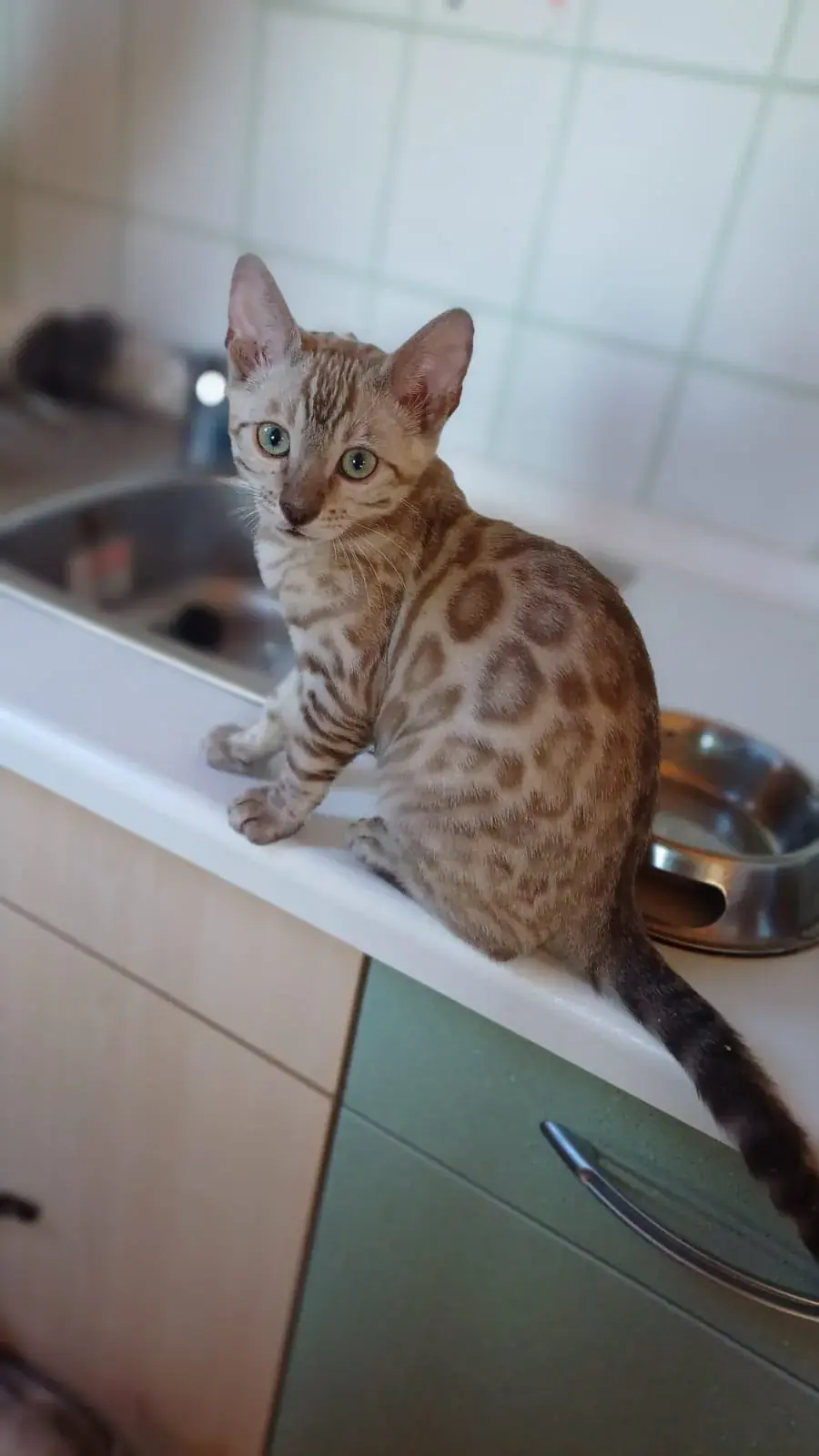 Bengalkatze sitzt auf der Fensterbank und schaut nach draußen