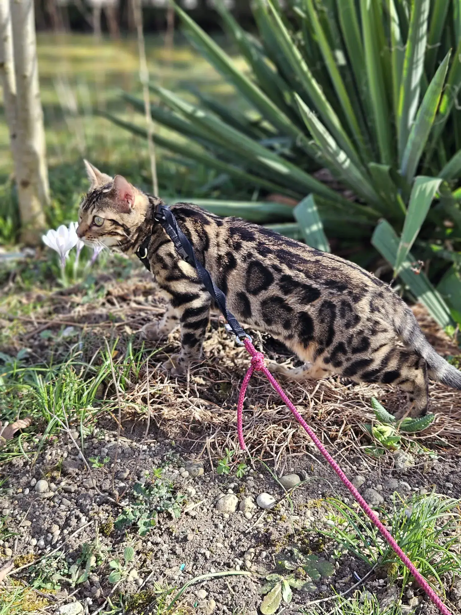 Bengalkatze läuft an einem Geschirr durch einen sommerlichen Garten