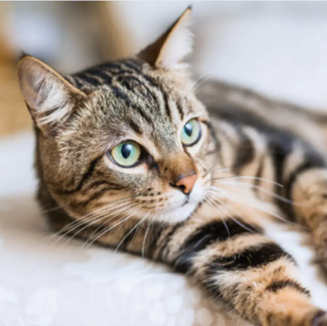 Makroaufnahme der Augen und Fellzeichnung einer Bengalkatze