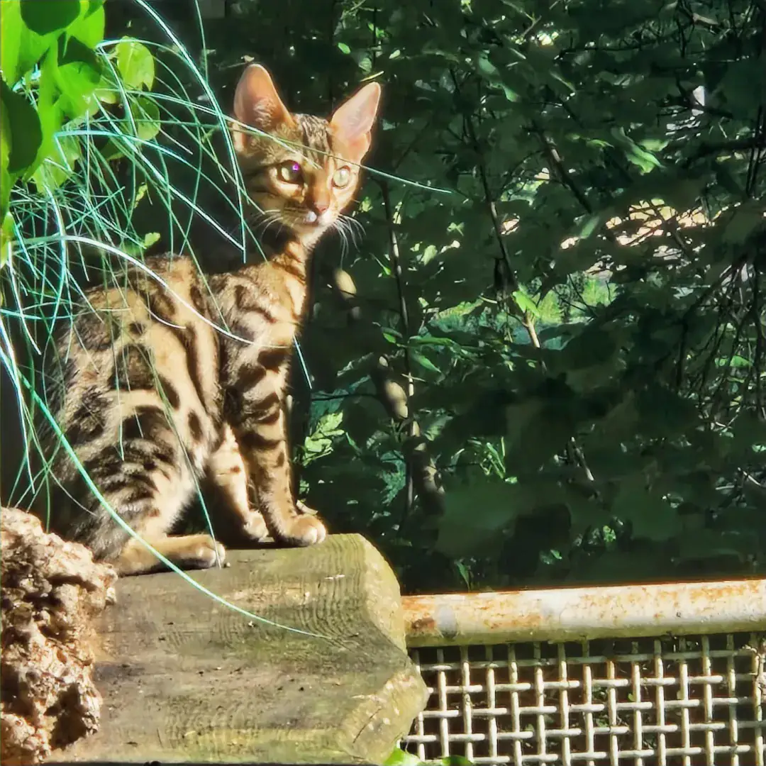 Braun gefleckte Bengalkatze sitzt auf einer Mauer im sonnigen Garten