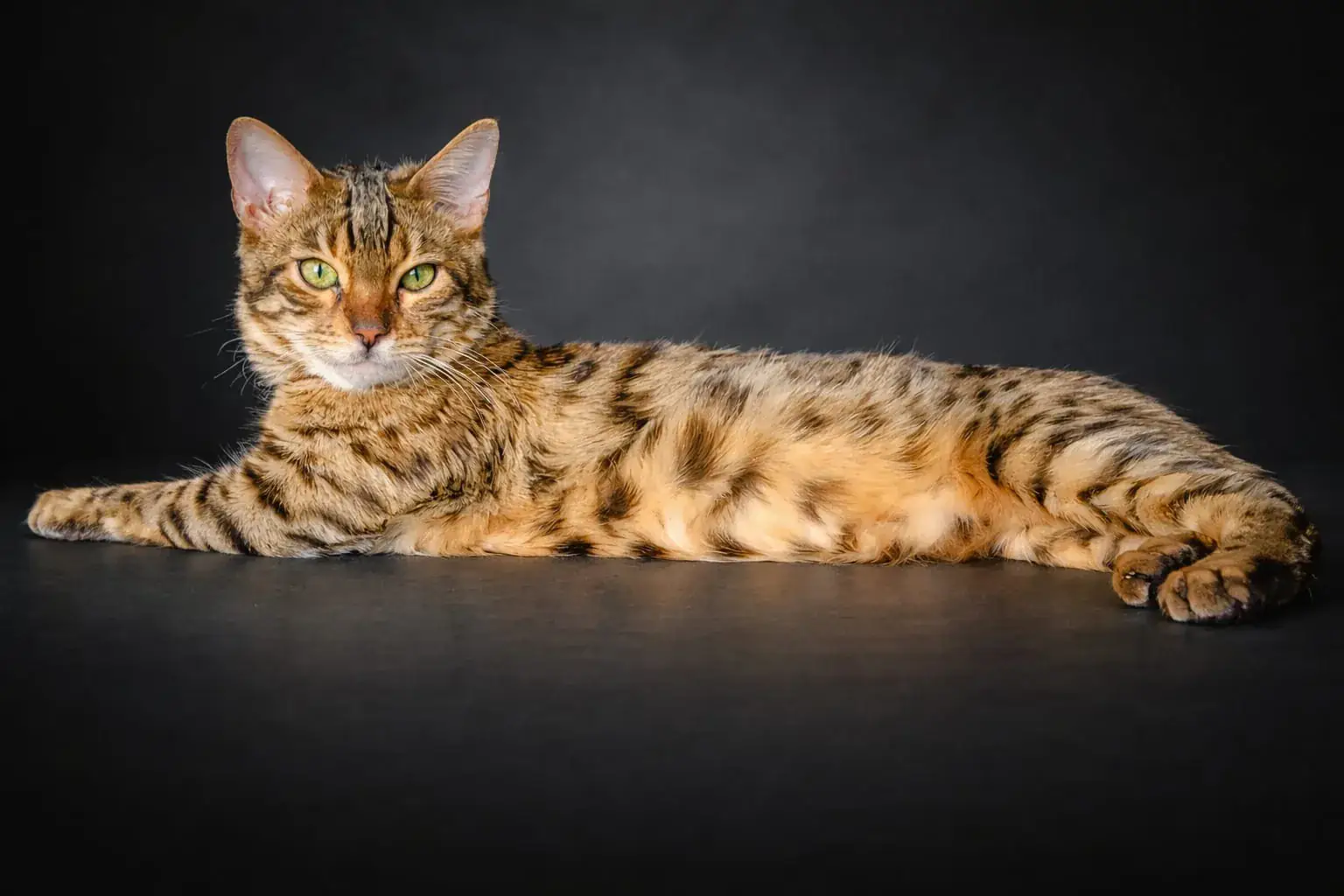 Brown-Bengalkater liegt ausgestreckt vor dunklem Studiohintergrund