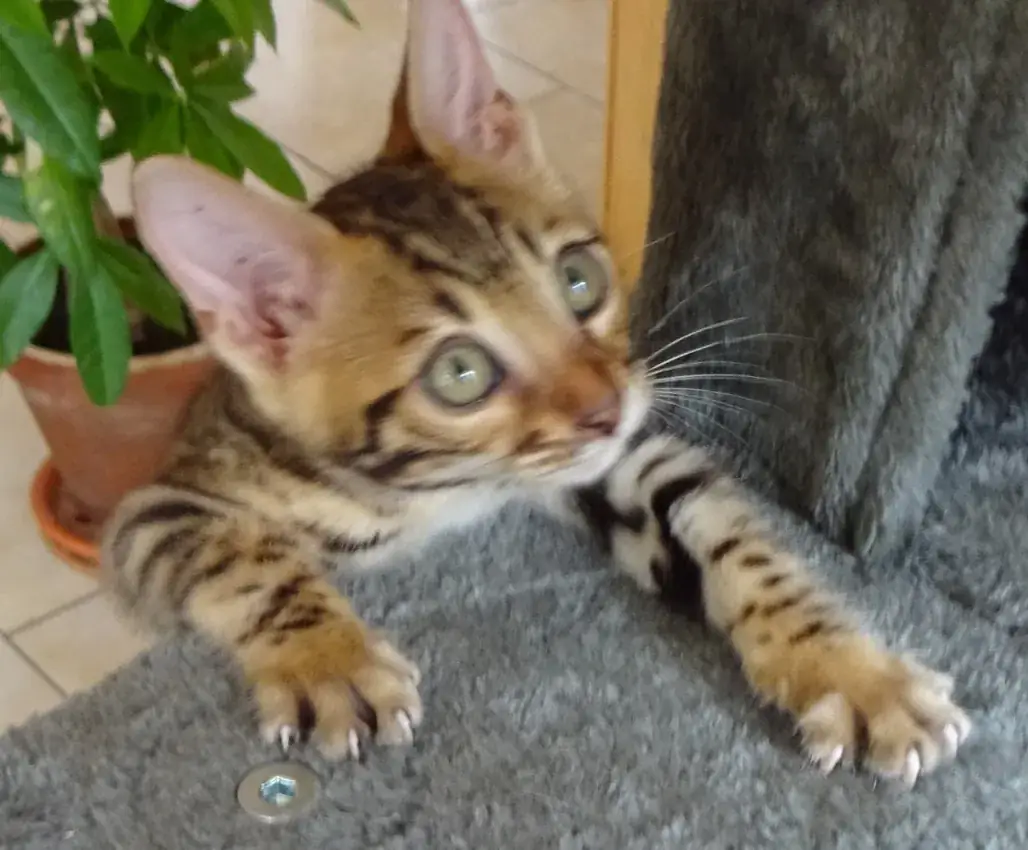 Nahaufnahme einer Bengalkatze mit kontrastreicher dunkler Fellzeichnung