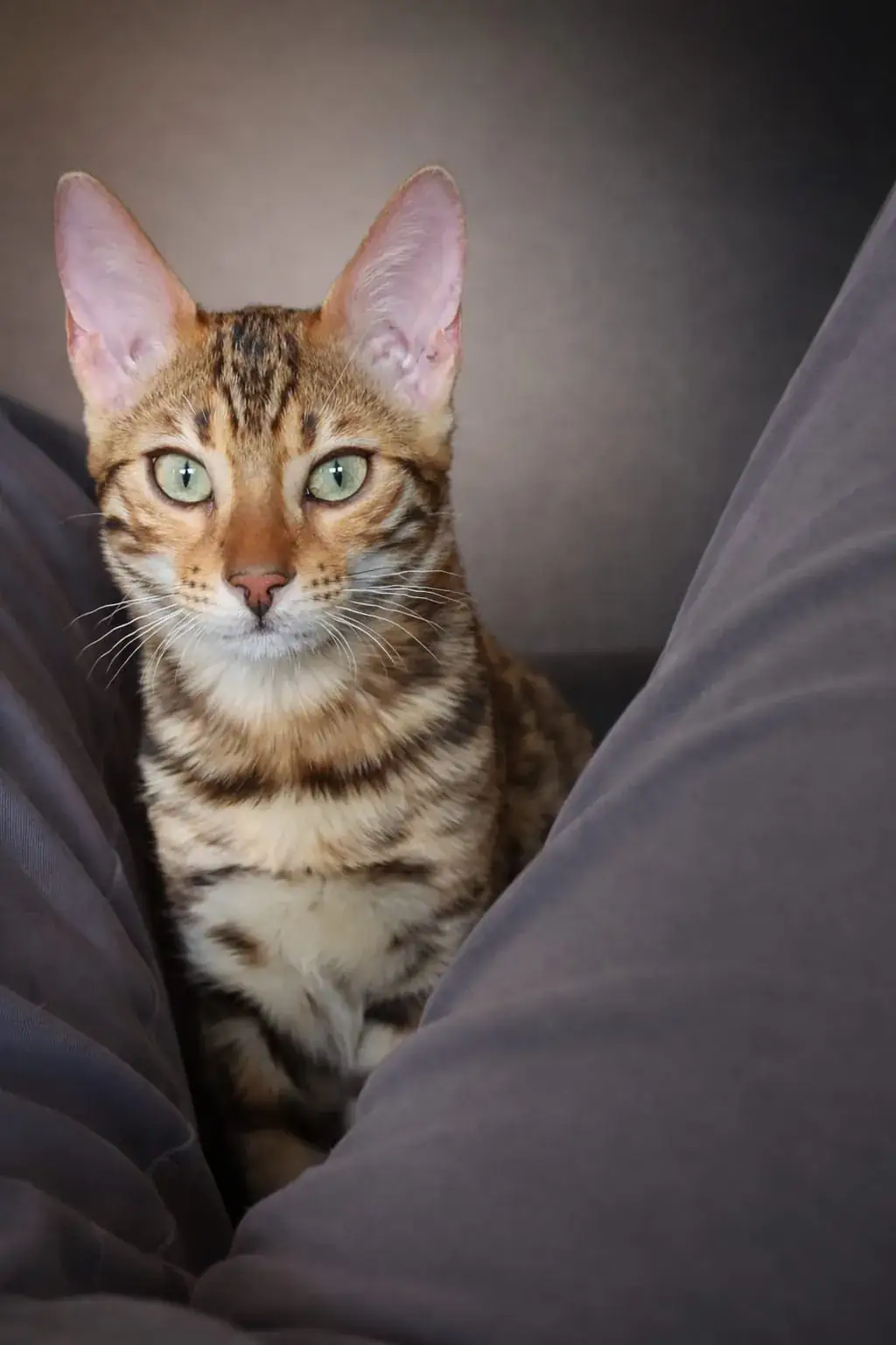 Der Bengalkater Mogli liegt ausgestreckt vor dunklem Hintergrund, sein braun geflecktes Fell ist deutlich zu sehen