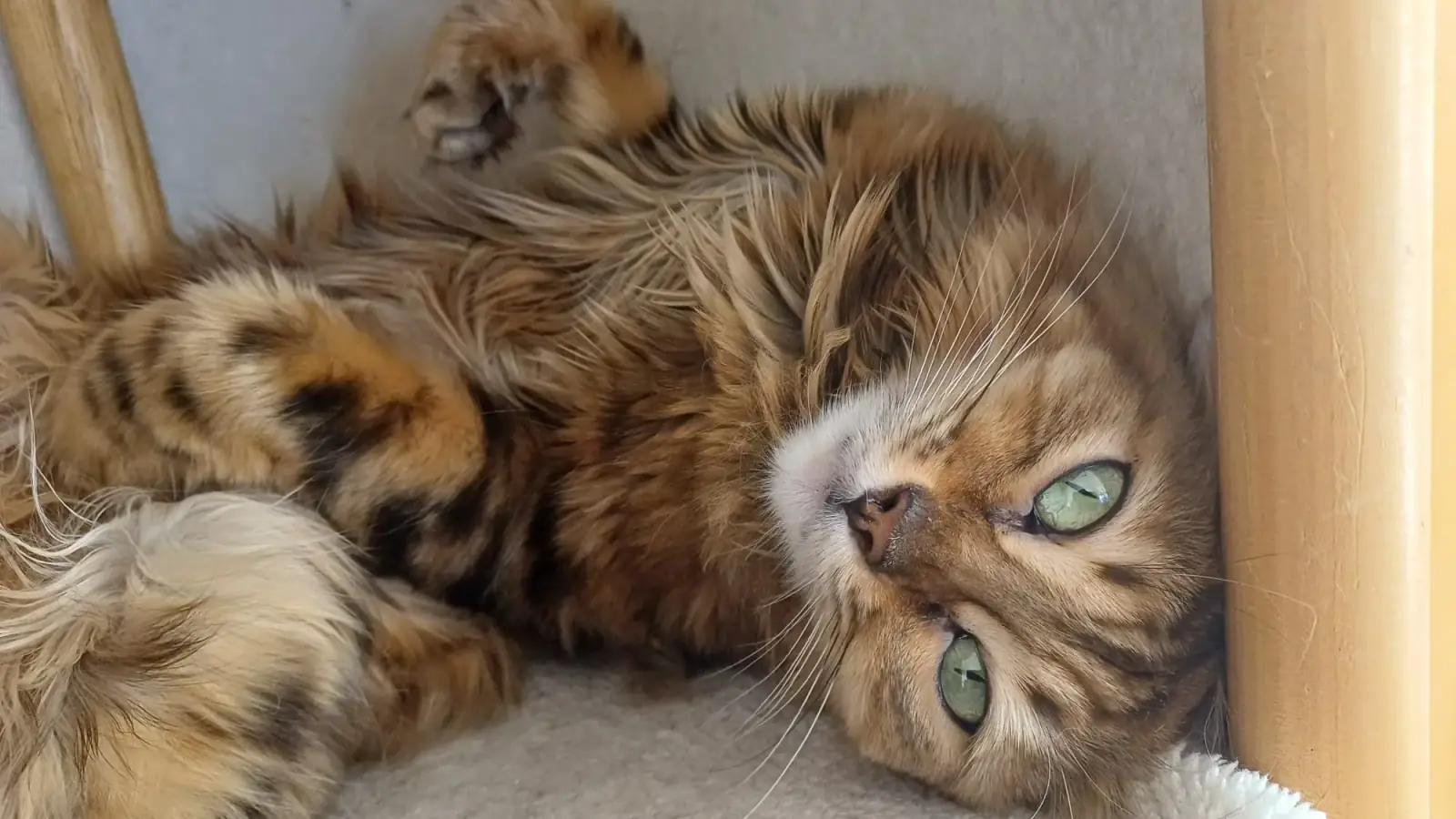 Langhaarige Cashmere-Bengalkatze liegt entspannt und blickt in die Kamera