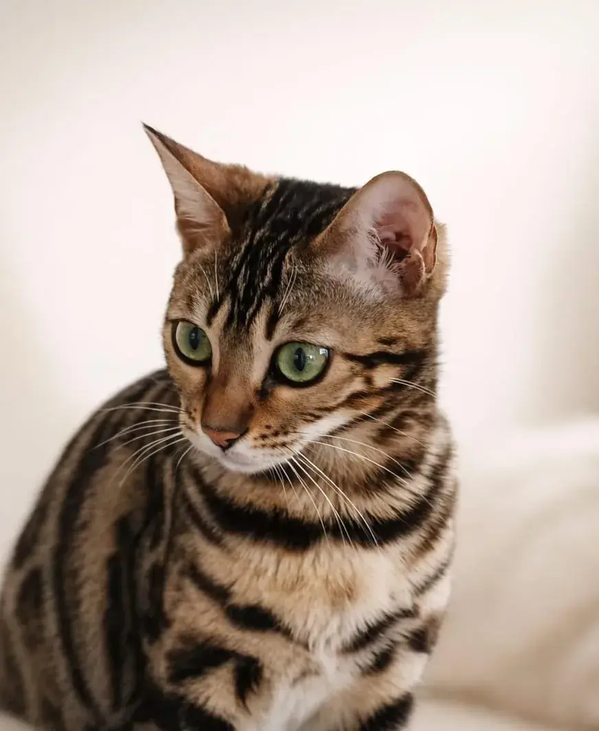 Nahaufnahme einer Cashmere-Bengalkatze mit dichtem, weichem Fell