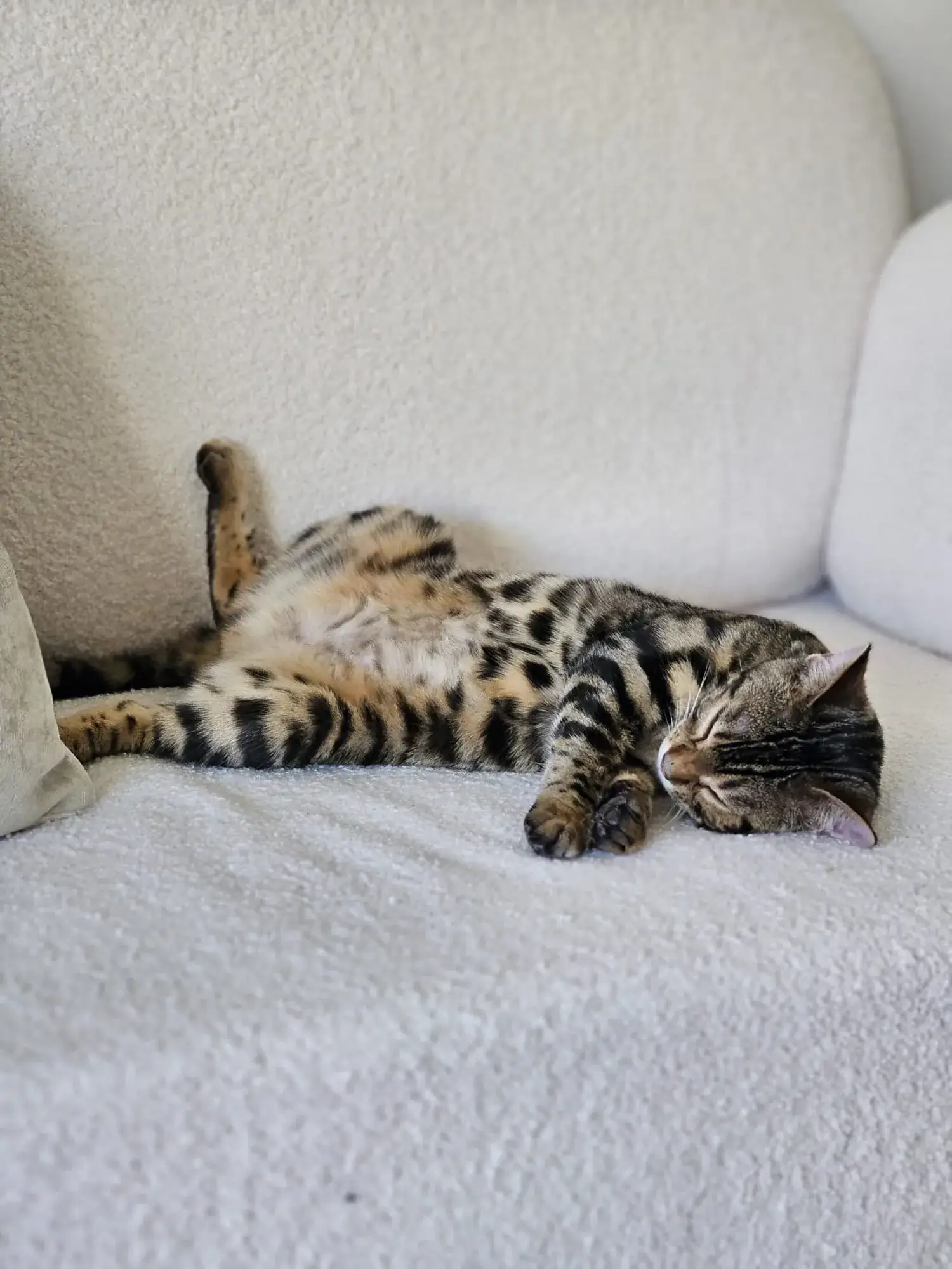 Bengalkatze liegt ausgestreckt und entspannt auf dem Sofa