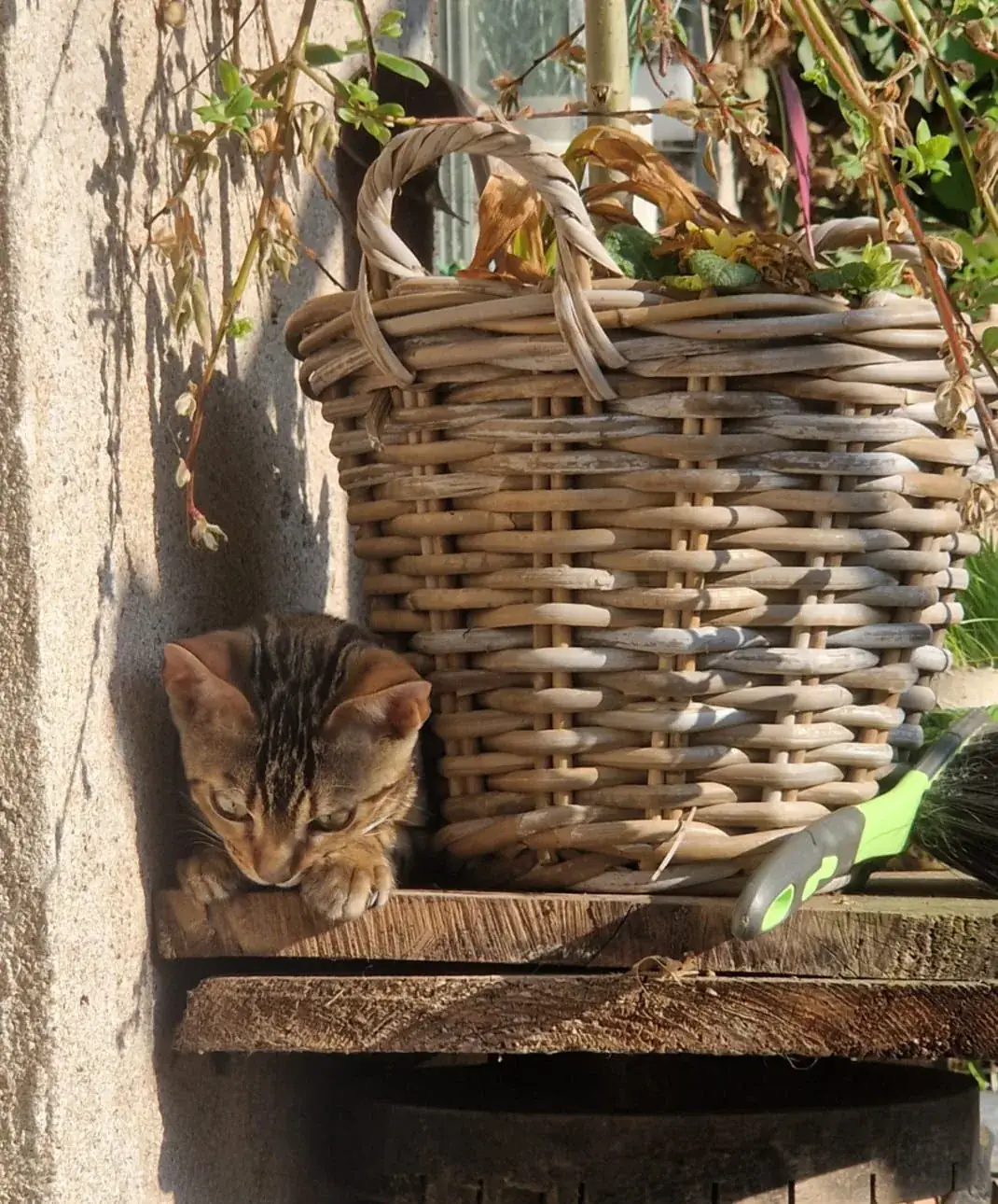 Bengalkatze liegt unter einem alten Weidenkorb an der Hauswand