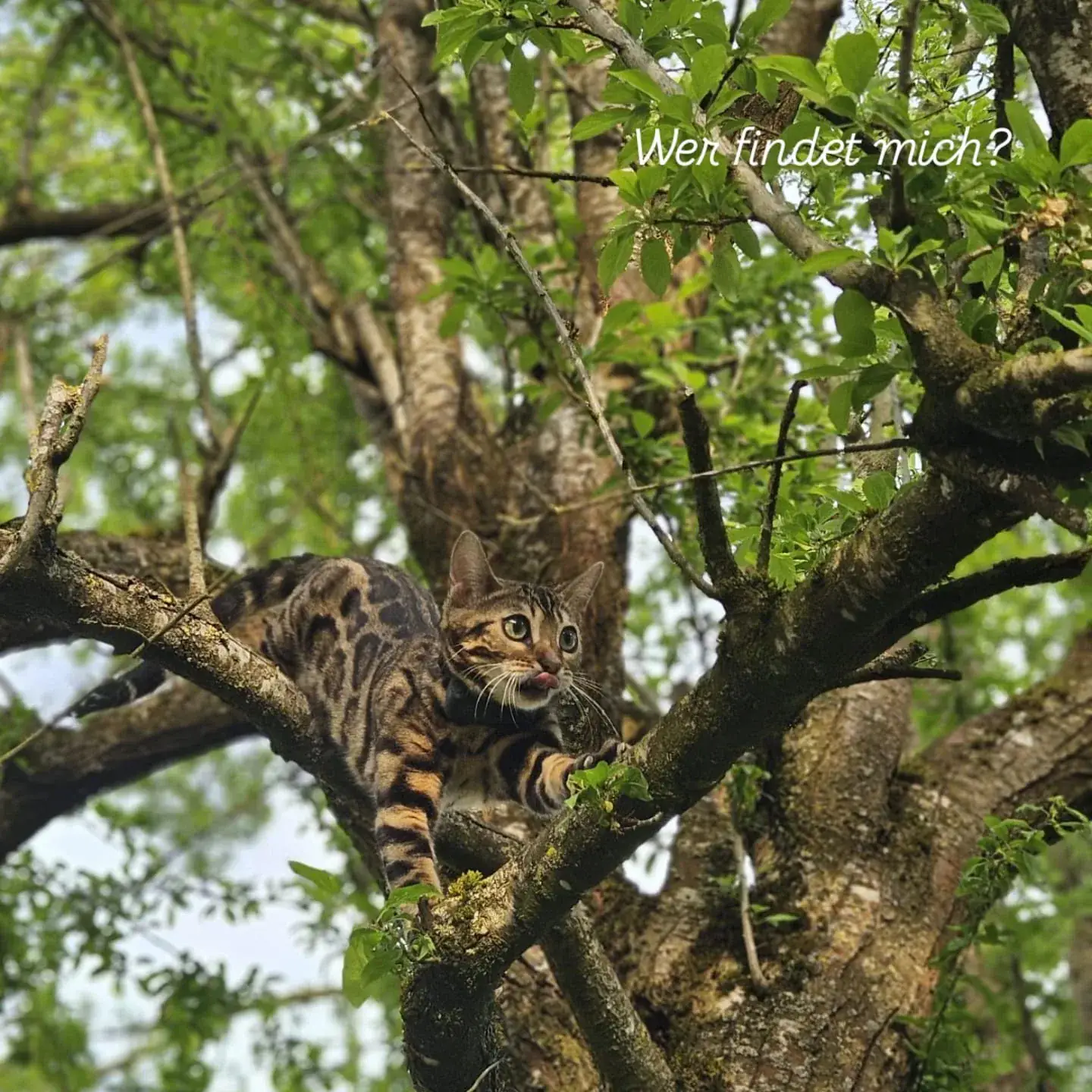 Bengalkatze klettert behände in einem Baum