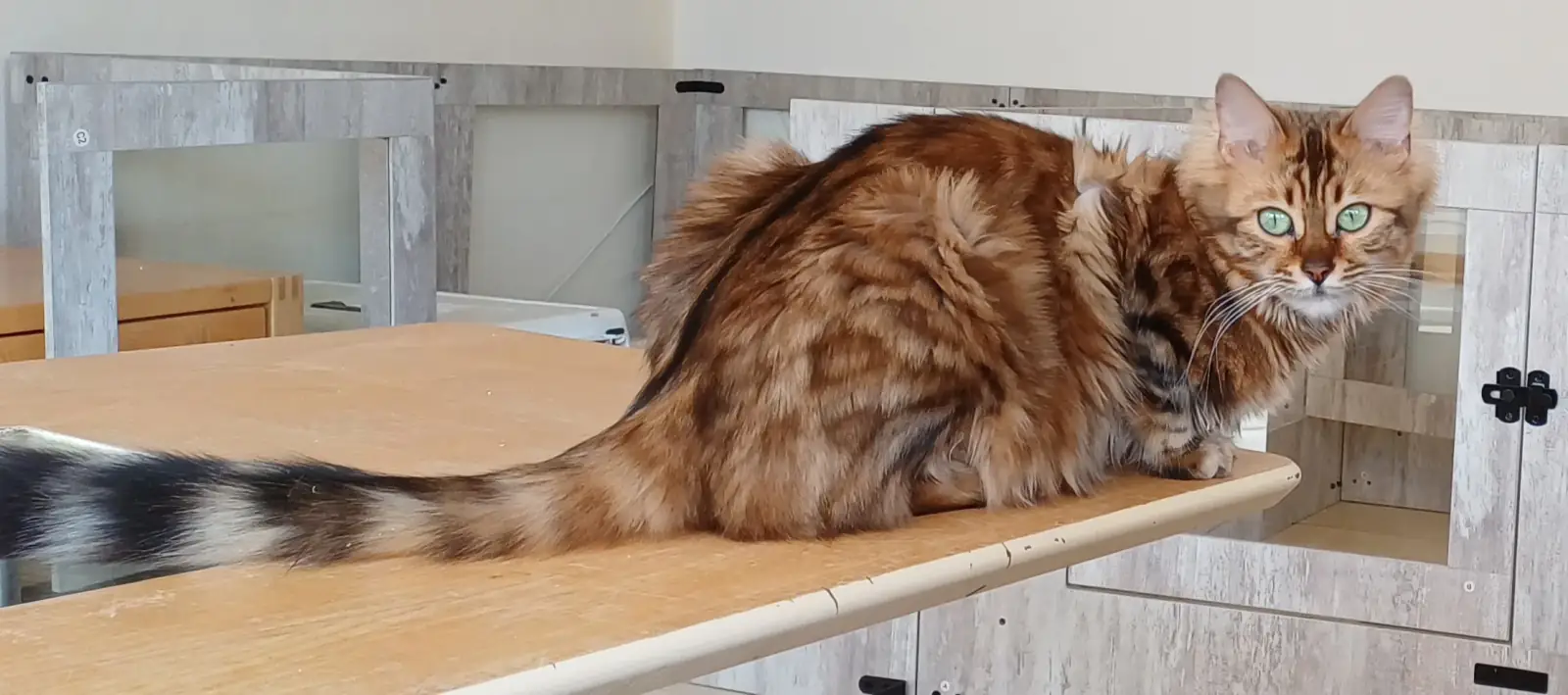 Langhaarige Bengalkatze mit buschigem Schwanz sitzt auf einem Regalbrett neben einer zweiten Katze