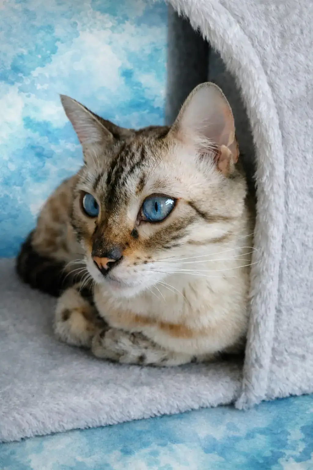 Snow-Bengalkatze liegt in einer weichen Kuschelhöhle
