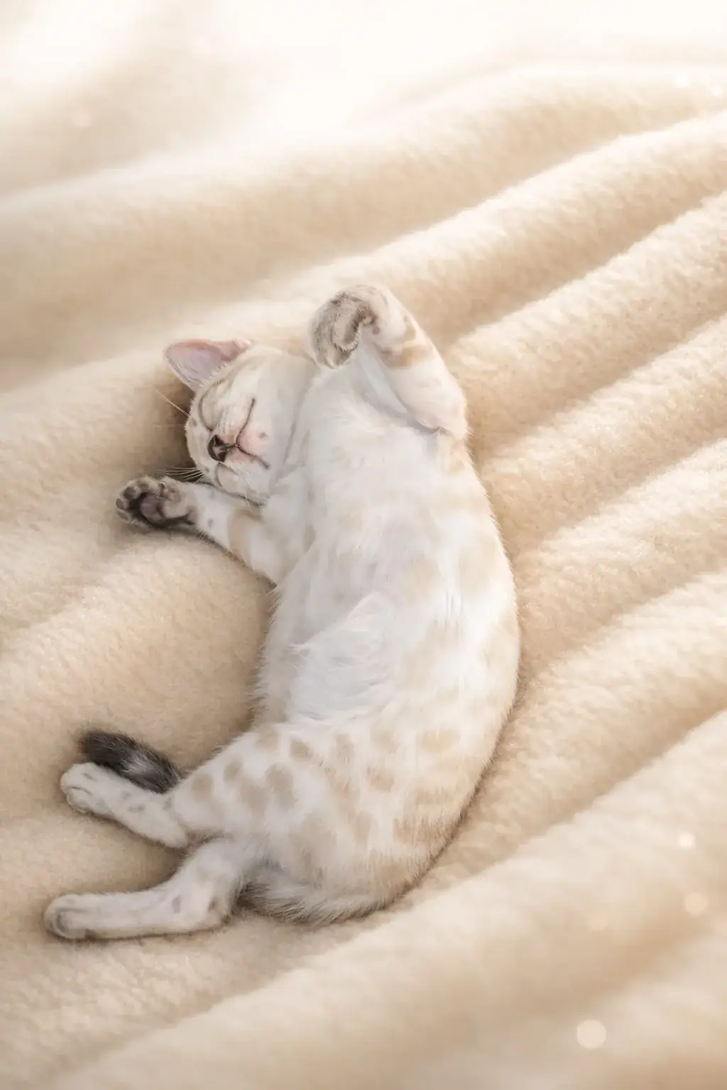Snow-Bengalkatze schläft zusammengerollt auf einer cremefarbenen Decke