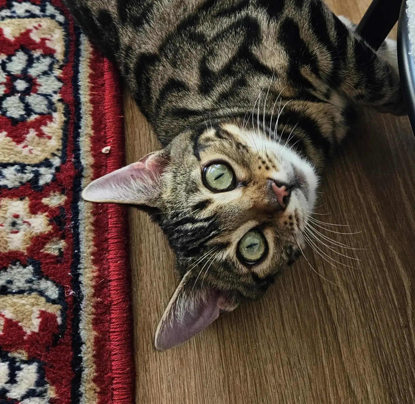 Bengalkatze rollt sich verspielt auf einem gemusterten Teppich